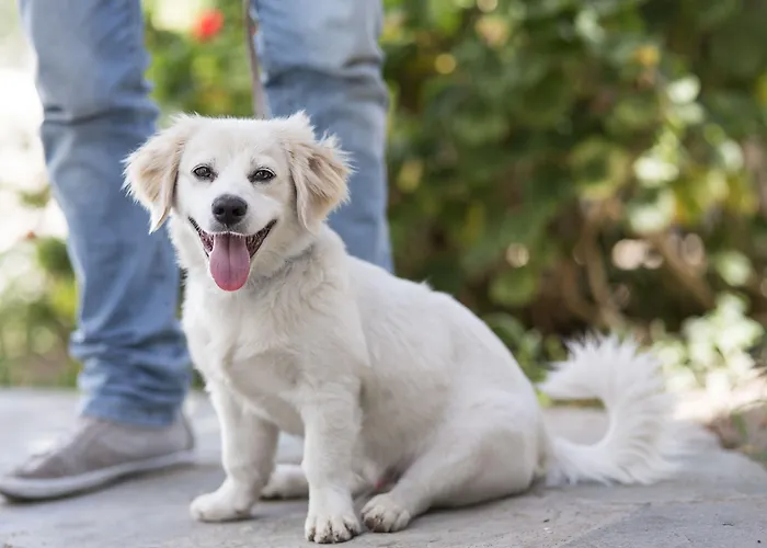 A Mykonos Hotel Mykonos Town